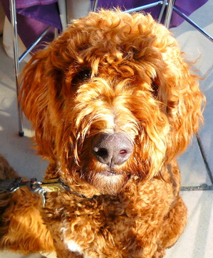 Yafi labradoodle.JPG